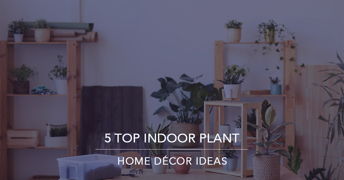 5 Top Indoor Plant Home Décor Ideas